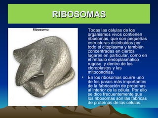 RIBOSOMAS Todas las células de los organismos vivos contienen ribosomas, que son pequeñas estructuras distribuidas por todo el citoplasma y también concentradas en ciertos lugares en particular, como en el retículo endoplasmatico rugoso, y dentro de los cloroplastos y las mitocondrias.  En los ribosomas ocurre uno de los pasos más importantes de la fabricación de proteínas al interior de la célula. Por ello se dice frecuentemente que los ribosomas son las fábricas de proteínas de las células. 