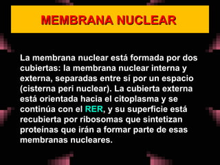 MEMBRANA NUCLEAR  La membrana nuclear está formada por dos cubiertas: la membrana nuclear interna y externa, separadas entre sí por un espacio (cisterna peri nuclear). La cubierta externa está orientada hacia el citoplasma y se continúa con el  RER , y su superficie está recubierta por ribosomas que sintetizan proteínas que irán a formar parte de esas membranas nucleares. 
