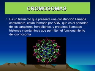 CROMOSOMAS  Es un filamento que presenta una constricción llamada centrómero, están formado por ADN, que es el portador de los caracteres hereditarios, y proteínas llamadas histonas y portaminas que permiten el funcionamiento del cromosoma 