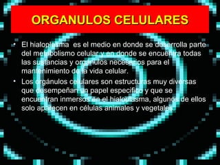 ORGANULOS CELULARES El hialoplasma  es el medio en donde se desarrolla parte del metabolismo celular y en donde se encuentra todas las sustancias y orgánulos necesarios para el mantenimiento de la vida celular. Los orgánulos celulares son estructuras muy diversas que desempeñan un papel especifico y que se encuentran inmersos en el hialoplasma, algunos de ellos solo aparecen en células animales y vegetales.  
