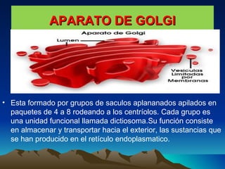 APARATO DE GOLGI Esta formado por grupos de saculos aplananados apilados en paquetes de 4 a 8 rodeando a los centríolos. Cada grupo es una unidad funcional llamada dictiosoma.Su función consiste en almacenar y transportar hacia el exterior, las sustancias que se han producido en el retículo endoplasmatico.  