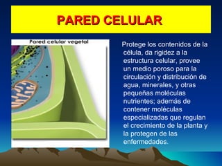 PARED CELULAR  Protege los contenidos de la célula, da rigidez a la estructura celular, provee un medio poroso para la circulación y distribución de agua, minerales, y otras pequeñas moléculas nutrientes; además de contener moléculas especializadas que regulan el crecimiento de la planta y la protegen de las enfermedades .  