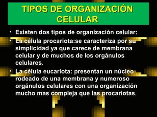 TIPOS DE ORGANIZACIÓN  CELULAR  Existen dos tipos de organización celular: La célula procariota:se caracteriza por su simplicidad ya que carece de membrana celular y de muchos de los orgánulos celulares. La célula eucariota: presentan un núcleo rodeado de una membrana y numeroso orgánulos celulares con una organización mucho mas compleja que las procariotas . 