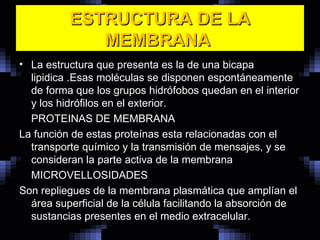 ESTRUCTURA DE LA MEMBRANA  La estructura que presenta es la de una bicapa lipidica .Esas moléculas se disponen espontáneamente de forma que los grupos hidrófobos quedan en el interior y los hidrófilos en el exterior. PROTEINAS DE MEMBRANA La función de estas proteínas esta relacionadas con el transporte químico y la transmisión de mensajes, y se consideran la parte activa de la membrana  MICROVELLOSIDADES  Son repliegues de la membrana plasmática que amplían el área superficial de la célula facilitando la absorción de sustancias presentes en el medio extracelular.  