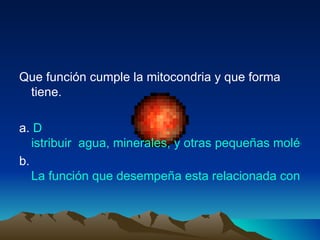 Que función cumple la mitocondria y que forma tiene. a.  D istribuir  agua, minerales, y otras pequeñas moléculas nutrientes. b.  La función que desempeña esta relacionada con la respiración celular, su forma es esférica u ovalada que se encuentran distribuidas.  