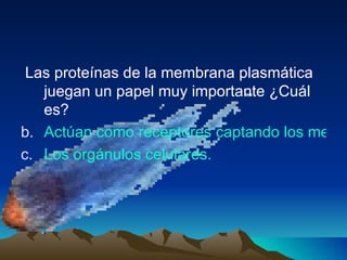 Las proteínas de la membrana plasmática juegan un papel muy importante ¿Cuál es? Actúan como receptores captando los mensajes químicos procedentes de otras células. Los orgánulos celulares. 
