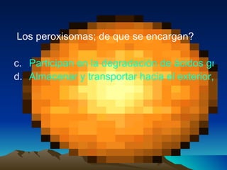 Los peroxisomas; de que se encargan? Participan en la degradación de ácidos grasos y en la fotorespiracion en el caso de las células vegetales. Almacenar y transportar hacia el exterior, las sustancias que se han producido en el retículo endoplasmatico.  