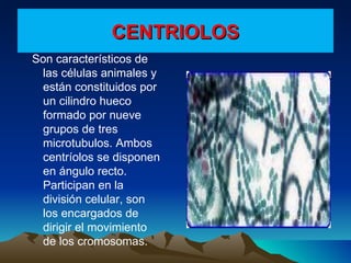 CENTRIOLOS Son característicos de las células animales y están constituidos por un cilindro hueco formado por nueve grupos de tres microtubulos. Ambos centríolos se disponen en ángulo recto. Participan en la división celular, son los encargados de dirigir el movimiento de los cromosomas.  