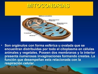 MITOCONDRIAS  Son orgánulos con forma esférica u ovalada que se encuentran distribuidas por todo el citoplasma en células animales y vegetales. Poseen dos membranas y la interior presenta numerosas invaginaciones formando crestas. La función que desempeñan esta relacionada con la respiración celular.                                                                                                                                                                             