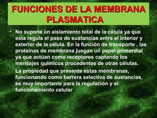 FUNCIONES DE LA MEMBRANA PLASMATICA  No supone un aislamiento total de la célula ya que esta regula el paso de sustancias entre el interior y exterior de la célula. En la función de transporte , las proteínas de membrana juegan un papel primordial ya que actúan como receptores captando los mensajes químicos procedentes de otras células. La propiedad que presenta estas membranas, funcionando como barrera selectiva de sustancias, es muy importante para la regulación y el funcionamiento celular  