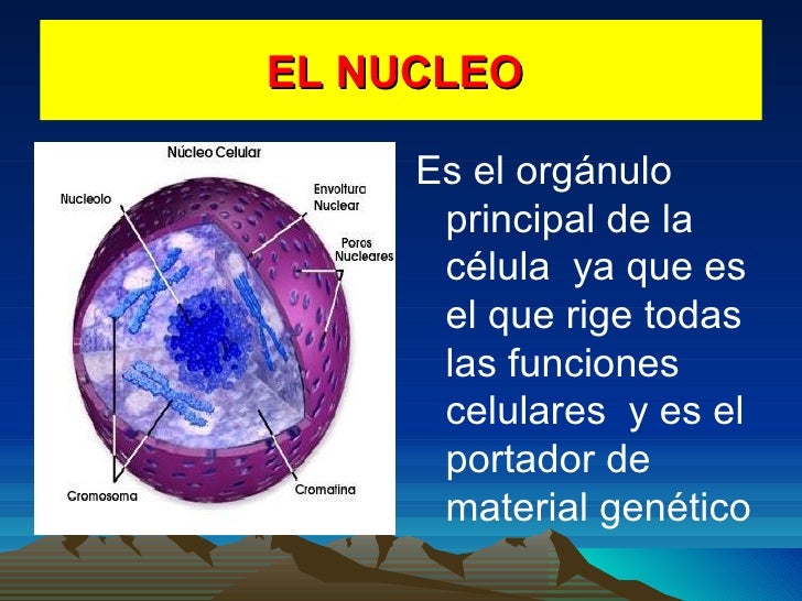 Para Que Sirve El Nucleo De La Celula Animal - Animal West