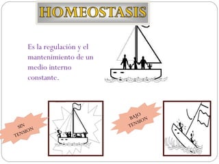 SIN TENSION BAJO TENSION Es la regulación y el mantenimiento de un medio interno constante .