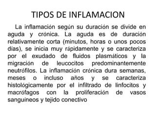 TIPOS DE INFLAMACION
La inflamación según su duración se divide en
aguda y crónica. La aguda es de duración
relativamente corta (minutos, horas o unos pocos
días), se inicia muy rápidamente y se caracteriza
por el exudado de fluidos plasmáticos y la
migración de leucocitos predominantemente
neutrófilos. La inflamación crónica dura semanas,
meses o incluso años y se caracteriza
histológicamente por el infiltrado de linfocitos y
macrófagos con la proliferación de vasos
sanguíneos y tejido conectivo
 