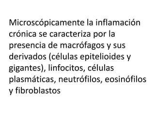 Microscópicamente la inflamación
crónica se caracteriza por la
presencia de macrófagos y sus
derivados (células epitelioides y
gigantes), linfocitos, células
plasmáticas, neutrófilos, eosinófilos
y fibroblastos
 
