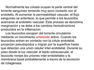 Normalmente las células ocupan la parte central del
torrente sanguíneo teniendo muy poco contacto con el
endotelio. Al aumentar la permeabilidad vascular, el flujo
sanguíneo se enlentece, lo que permite a los leucocitos
acercarse al endotelio vascular. Este proceso se denomina
marginación y se debe a los cambios hemodinámicos
producidos en la inflamación
Los leucocitos escapan del torrente circulatorio
mediante un movimiento ameboide activo. Cuando los
leucocitos entran en contacto con la célula endotelial,
proyectan pseudópodos y migran por la superficie hasta
que detectan una unión celular inter-endotelial. Durante su
paso desde la luz vascular al tejido extravascular, el
leucocito rompe las uniones inter-endoteliales y la
membrana basal probablemente a través de la secreción
de colagenasa.
 
