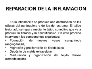 REPARACION DE LA INFLAMACION
En la inflamación se produce una destrucción de las
células del parénquima y de las del estroma. El tejido
lesionado se repara mediante tejido conectivo que va a
producir la fibrosis y la escarificación. En este proceso
intervienen los componentes siguientes:
• Formación de nuevos vasos sanguíneos
(angiogénesis)
• Migración y proliferación de fibroblastos
• Depósito de matriz extracelular
• Maduración y organización del tejido fibroso
(remodelación).
 
