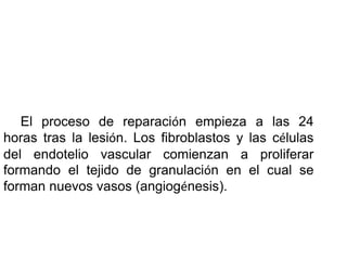 El proceso de reparación empieza a las 24
horas tras la lesión. Los fibroblastos y las células
del endotelio vascular comienzan a proliferar
formando el tejido de granulación en el cual se
forman nuevos vasos (angiogénesis).
 