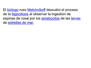 El biólogo ruso Metchnikoff descubió el proceso
de la fagocitosis al observar la ingestión de
espinas de rosal por los amebocitos de las larvas
de estrellas de mar,
 