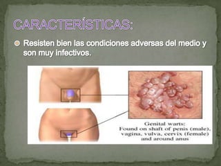Resisten bien las condiciones adversas del medio y son muy infectivos.CARACTERÍSTICAS: