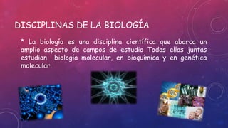 DISCIPLINAS DE LA BIOLOGÍA
* La biología es una disciplina científica que abarca un
amplio aspecto de campos de estudio Todas ellas juntas
estudian biología molecular, en bioquímica y en genética
molecular.
 