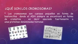 ¿QUÉ SON LOS CROMOSOMAS?
* Los cromosomas son cuerpos pequeños en forma de
bastoncillos donde el ADN siempre se encontrará en forma
de cromatina , es decir asociado fuertemente a
unas proteínas denominadas histonas
 
