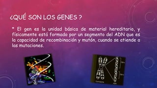 ¿QUÉ SON LOS GENES ?
* El gen es la unidad básica de material hereditario, y
físicamente está formado por un segmento del ADN que es
la capacidad de recombinación y mutón, cuando se atiende a
las mutaciones.
 