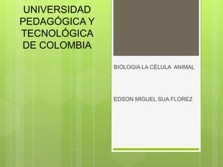UNIVERSIDAD
PEDAGÓGICA Y
TECNOLÓGICA
DE COLOMBIA
BIOLOGIA LA CÉLULA ANIMAL
EDSON MIGUEL SUA FLOREZ
 