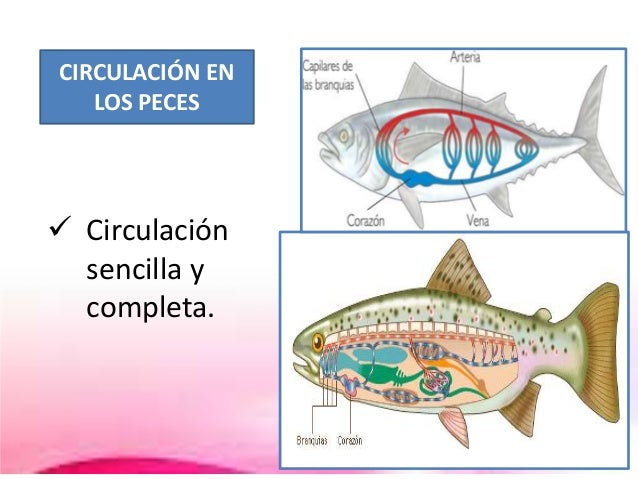 Resultado de imagen para CIRCULACION SENCILLA