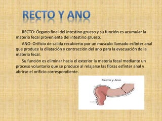 RECTO: Órgano final del intestino grueso y su función es acumular la
materia fecal proveniente del intestino grueso.
ANO: Orificio de salida recubierto por un musculo llamado esfínter anal
que produce la dilatación y contracción del ano para la evacuación de la
materia fecal.
Su función es eliminar hacia el exterior la materia fecal mediante un
proceso voluntario que se produce al relajarse las fibras esfínter anal y
abrirse el orificio correspondiente.
 