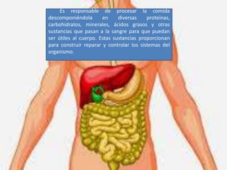 Es responsable de procesar la comida
descomponiéndola en diversas proteínas,
carbohidratos, minerales, ácidos grasos y otras
sustancias que pasan a la sangre para que puedan
ser útiles al cuerpo. Estas sustancias proporcionan
para construir reparar y controlar los sistemas del
organismo.
 