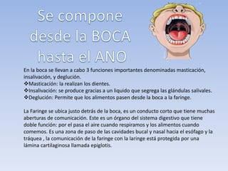 En la boca se llevan a cabo 3 funciones importantes denominadas masticación,
insalivación, y deglución.
Masticación: la realizan los dientes.
Insalivación: se produce gracias a un liquido que segrega las glándulas salivales.
Deglución: Permite que los alimentos pasen desde la boca a la faringe.
La Faringe se ubica justo detrás de la boca, es un conducto corto que tiene muchas
aberturas de comunicación. Este es un órgano del sistema digestivo que tiene
doble función: por el pasa el aire cuando respiramos y los alimentos cuando
comemos. Es una zona de paso de las cavidades bucal y nasal hacia el esófago y la
tráquea , la comunicación de la faringe con la laringe está protegida por una
lámina cartilaginosa llamada epiglotis.
 