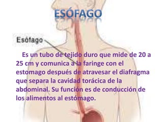 Es un tubo de tejido duro que mide de 20 a
25 cm y comunica a la faringe con el
estomago después de atravesar el diafragma
que separa la cavidad torácica de la
abdominal. Su función es de conducción de
los alimentos al estómago.
 