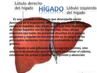 Es una glándula voluminosa que desempeña varias
funciones en el organismo, del hígado sale la bilis por el
conducto hepático. Las células secretoras más importantes
del tejido hepático son los hepatocitos, estas células
sintetizan casi todas las proteínas disueltas en el plasma
sanguíneo y regulan la concentración en la sangre de los
principales nutrientes (minucosa, aminoácidos y ácidos
grasos).
El Hígado es una glándula que no segrega enzimas, sino
una serie de productos que sirven para neutralizar el cúbimo,
emulsionar las grasas y facilitar su digestión y absorción.
 