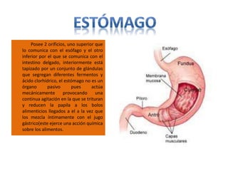 Posee 2 orificios, uno superior que
lo comunica con el esófago y el otro
inferior por el que se comunica con el
intestino delgado, interiormente está
tapizado por un conjunto de glándulas
que segregan diferentes fermentos y
ácido clorhídrico, el estómago no es un
órgano pasivo pues actúa
mecánicamente provocando una
continua agitación en la que se trituran
y reducen la papila a los bolos
alimenticios llegados a el a la vez que
los mezcla íntimamente con el jugo
gástrico(este ejerce una acción química
sobre los alimentos.
 