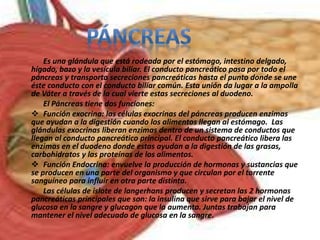 Es una glándula que está rodeada por el estómago, intestino delgado,
hígado, bazo y la vesícula biliar. El conducto pancreático pasa por todo el
páncreas y transporta secreciones pancreáticas hasta el punto donde se une
éste conducto con el conducto biliar común. Esta unión da lugar a la ampolla
de Váter a través de la cual vierte estas secreciones al duodeno.
El Páncreas tiene dos funciones:
 Función exocrina: las células exocrinas del páncreas producen enzimas
que ayudan a la digestión cuando los alimentos llegan al estómago. Las
glándulas exocrinas liberan enzimas dentro de un sistema de conductos que
llegan al conducto pancreático principal. El conducto pancreático libera las
enzimas en el duodeno donde estas ayudan a la digestión de las grasas,
carbohidratos y las proteínas de los alimentos.
 Función Endocrina: envuelve la producción de hormonas y sustancias que
se producen en una parte del organismo y que circulan por el torrente
sanguíneo para influir en otra parte distinta.
Las células de islote de langerhans producen y secretan las 2 hormonas
pancreáticas principales que son: la insulina que sirve para bajar el nivel de
glucosa en la sangre y glucagon que la aumenta. Juntas trabajan para
mantener el nivel adecuado de glucosa en la sangre.
 