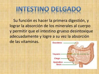 Su función es hacer la primera digestión, y
lograr la absorción de los minerales al cuerpo
y permitir que el intestino grueso desintoxique
adecuadamente y logre a su vez la absorción
de las vitaminas.
 