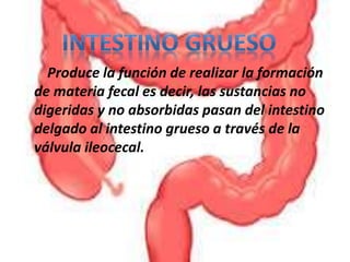 Produce la función de realizar la formación
de materia fecal es decir, las sustancias no
digeridas y no absorbidas pasan del intestino
delgado al intestino grueso a través de la
válvula ileocecal.
 