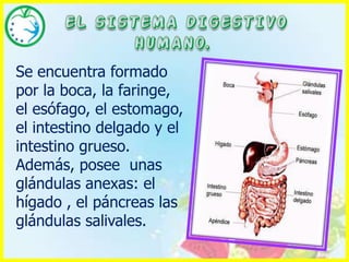 EL SISTEMA DIGESTIVO HUMANO. Se encuentra formado por la boca, la faringe, el esófago, el estomago, el intestino delgado y el intestino grueso. Además, posee  unas glándulas anexas: el hígado , el páncreas las glándulas salivales.