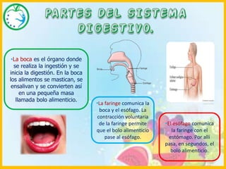 PARTES DEL SISTEMA DIGESTIVO.La boca es el órgano donde se realiza la ingestión y se inicia la digestión. En la boca los alimentos se mastican, se ensalivan y se convierten así en una pequeña masa llamada bolo alimenticio.