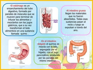 La faringe comunica la boca y el esófago. La contracción voluntaria de la faringe permite que el bolo alimenticio pase al esófago.