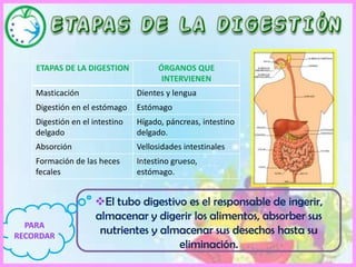 El esófago comunica la faringe con el estómago. Por allí pasa, en segundos, el bolo alimenticio.El estómago es un ensanchamiento del tubo digestivo, formado por paredes de músculos que se mueven para terminar de triturar los alimentos y mezclarlos con los jugos gástricos, que a su vez transforman el bolo alimenticio en una sustancia llamada  quimo .