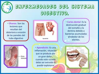 Al intestino grueso llegan los materiales que no fueron absorbidos. Todas esas sustancias pasan al recto y luego se expulsan a través del ano. 