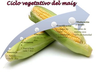 Ciclo vegetativo del maízMáximo de materia seca