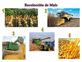 35% de humedadRecolección de Maíz12435
