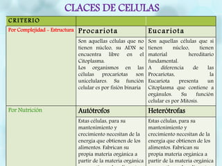 CLACES DE CELULAS
CRITERIO
Por Complejidad - Estructura Procariota Eucariota
Son aquellas células que no
tienen núcleo, su ADN se
encuentra libre en el
Citoplasma.
Los organismos en las
células procariotas son
unicelulares. Su función
celular es por fisión binaria
Son aquellas células que si
tienen núcleo, tienen
material hereditario
fundamental.
A diferencia de las
Procariotas, la
Eucariota presenta un
Citoplasma que contiene a
orgánulos. Su función
celular es por Mitosis.
Por Nutrición Autótrofos Heterótrofas
Estas células, para su
mantenimiento y
crecimiento necesitan de la
energía que obtienen de los
alimentos. Fabrican su
propia materia orgánica a
partir de la materia orgánica
Estas células, para su
mantenimiento y
crecimiento necesitan de la
energía que obtienen de los
alimentos. Fabrican su
propia materia orgánica a
partir de la materia orgánica
 
