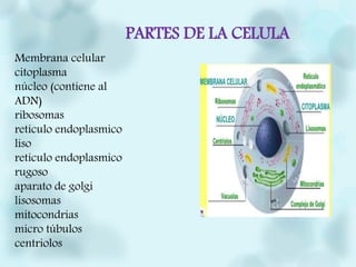PARTES DE LA CELULA
Membrana celular
citoplasma
núcleo (contiene al
ADN)
ribosomas
retículo endoplasmico
liso
retículo endoplasmico
rugoso
aparato de golgi
lisosomas
mitocondrias
micro túbulos
centriolos
 