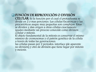 FUNCIÓN DE REPRODUCIÓN O DIVISIÓN
CELULAR: Es la función por el cual el protoplasma se
divide en 2 o mas porciones. Las células Escaróticas y las
procarióticas auque muy pequeñas son complejas. Estas
se dividen y dan origen a otras células exactamente
iguales mediante un proceso conocido como división
celular o mitosis.
El objeto fundamental de la mitosis es conservar el mismo
número de cromosomas y el patrón genético de la célula
a través de todas las generaciones.
las células pasan por 2 periodos: interface (de aparente
no división) y otro de división que tiene lugar por mitosis
y meiosis.
 