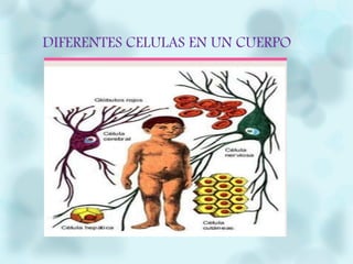 DIFERENTES CELULAS EN UN CUERPO
 