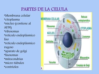 diapositivas la celula    .nueva.susset.clase anatomofisiologia .sabado.pdf