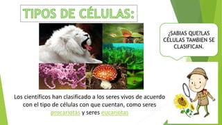 Los científicos han clasificado a los seres vivos de acuerdo
con el tipo de células con que cuentan, como seres
procariotas y seres eucariotas
¿SABIAS QUE?LAS
CÉLULAS TAMBIEN SE
CLASIFICAN.
 